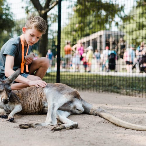 Petting Zoo