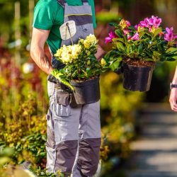 Flowers Sale Industry. Garden Store Worker Showing Some Flowering Plants to His Client. Landscaping and Gardening Theme.